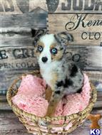 miniature australian shepherd puppy posted by MelindaLu