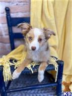 miniature australian shepherd puppy posted by MelindaLu
