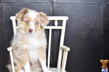 miniature australian shepherd puppy posted by MelindaLu