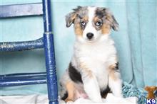 miniature australian shepherd puppy posted by MelindaLu