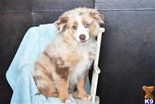 miniature australian shepherd puppy posted by MelindaLu