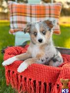 miniature australian shepherd puppy posted by MelindaLu