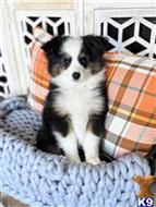 miniature australian shepherd puppy posted by MelindaLu