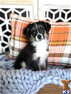 miniature australian shepherd puppy posted by MelindaLu