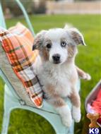 miniature australian shepherd puppy posted by MelindaLu