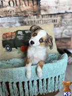 miniature australian shepherd puppy posted by MelindaLu