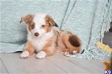 miniature australian shepherd puppy posted by MelindaLu