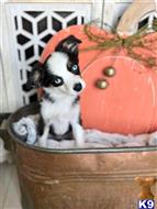 miniature australian shepherd puppy posted by MelindaLu