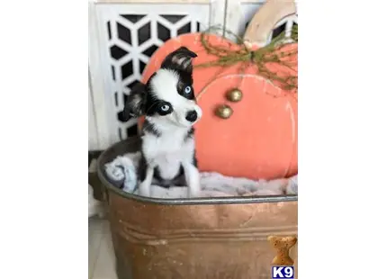 Miniature Australian Shepherd