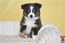 miniature australian shepherd puppy posted by MelindaLu