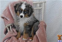 miniature australian shepherd puppy posted by MelindaLu