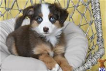 miniature australian shepherd puppy posted by MelindaLu