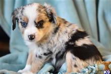 miniature australian shepherd puppy posted by MelindaLu