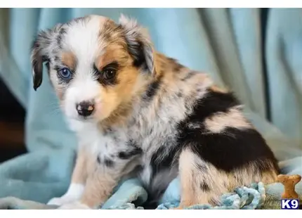 Miniature Australian Shepherd