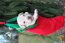 labradoodle puppies for sale nj labradoodle puppies for sale in new jersey labradoodle puppies for sale nj labradoodle puppies for sale in new jersey