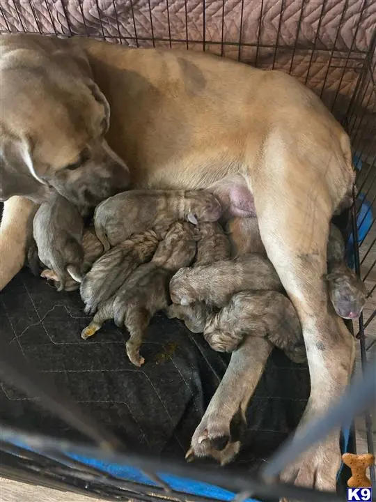 Cane Corso