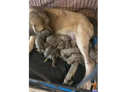 Multiple available Cane Corso puppy located in Ruskin