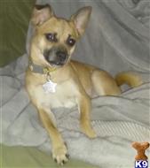 Mixed Breed
