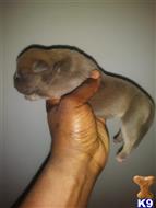 American Bully
