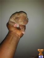 American Bully