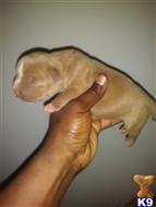 American Bully