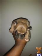 American Bully