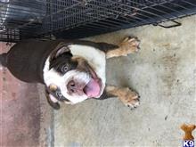 english bulldog puppy posted by MiamiBlueBullies
