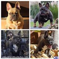 french bulldog puppy posted by MiamiBlueBullies