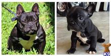 french bulldog puppy posted by MiamiBlueBullies