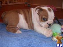 bulldog puppy posted by Michaelcosta1989