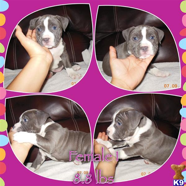 pitbull puppies for sale in iowa puppies for sale in iowa pitbull puppies for sale in iowa puppies for sale in iowa