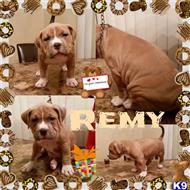 pitbull puppies for sale in iowa american pit bull puppies for sale in iowa pitbull puppies for sale in iowa american pit bull puppies for sale in iowa