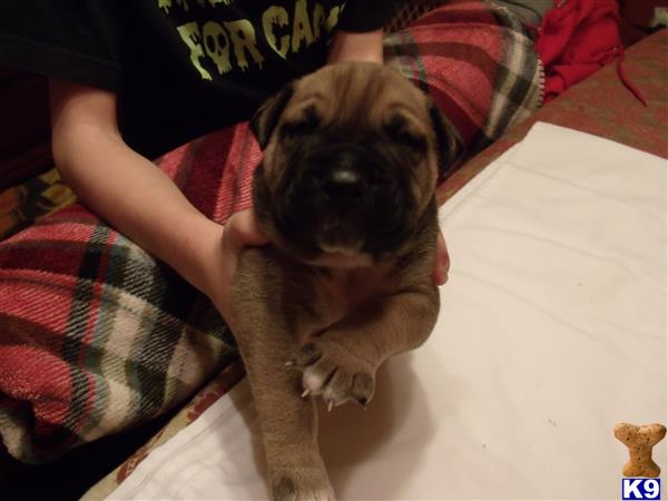 bullmastiff puppy posted by MijnSchatjedobermans