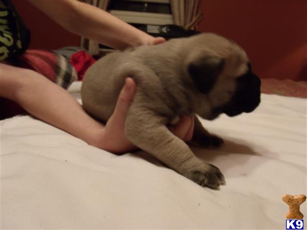 bullmastiff puppy posted by MijnSchatjedobermans