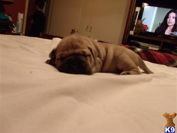 bullmastiff puppy posted by MijnSchatjedobermans