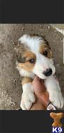 miniature australian shepherd puppy posted by MikeSWallace