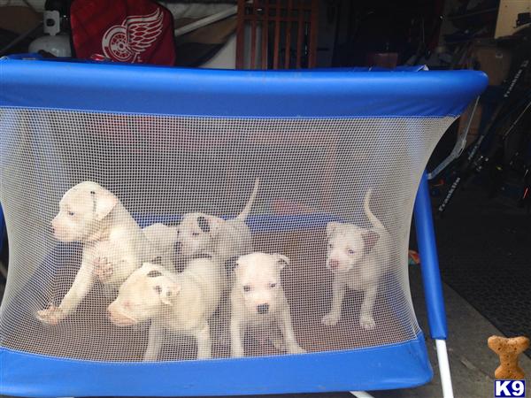 bull terrier puppy posted by Mikematt419