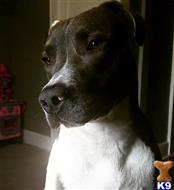 Dallas  available American Pit Bull puppy located in BLOOMFIELD