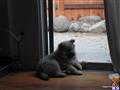 chow chow puppy posted by MilaHart