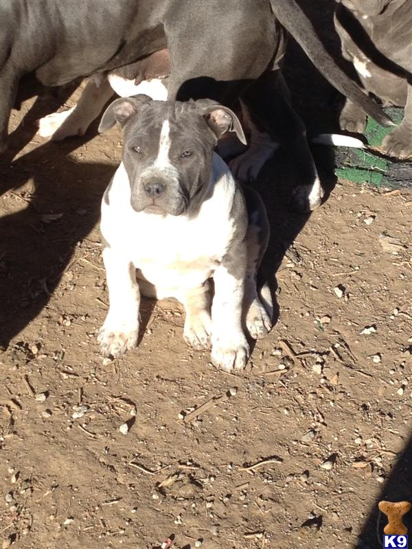 gotti razor edge pitbull puppies for sale american pit bull puppy for sale gotti razors edge liter looking for a home 6 years gotti razor edge pitbull puppies for sale american pit bull puppy for sale gotti razors edge liter looking for a home 6 years