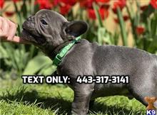 french bulldog puppy posted by Millardgodbout14