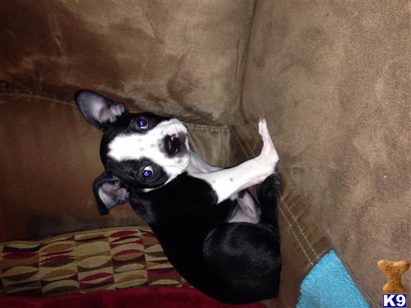 boston terrier puppy posted by Miller22488