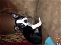 boston terrier puppy posted by Miller22488