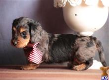 dachshund puppy posted by Millerj
