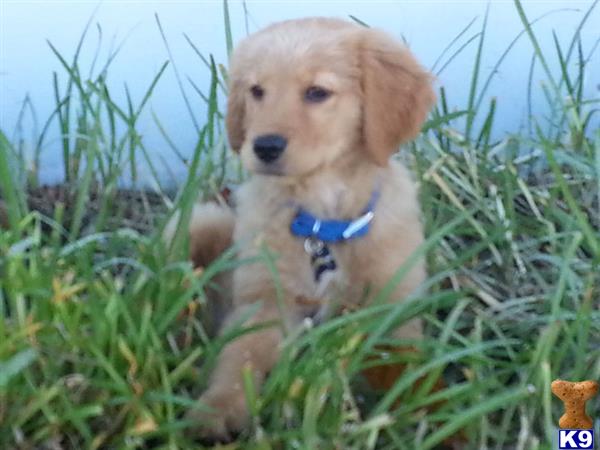 golden retriever puppies temecula golden retriever stud milo 5 years golden retriever puppies temecula golden retriever stud milo 5 years