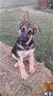 german shepherd puppy posted by MiriamAK