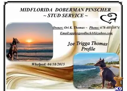 Joe Trigga Thomas available Doberman Pinscher puppy located in Winter Haven