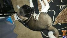 Enzo Bear available Akita puppy located in PORTLAND