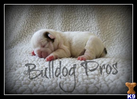 bulldog puppy posted by MoDazzo_Dogs