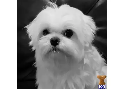 Yeti available Maltese puppy located in Kannapolis